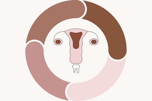 Ausfluss & Zervixschleim im Zyklus