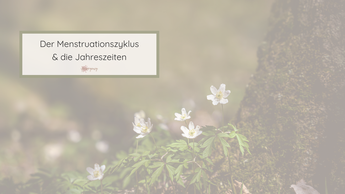 Zarte weiße Frühlingsblumen vor einem Baumstamm in ruhiger, weicher Naturkulisse als visuelle Einordnung des Menstruationszyklus im Jahreszeitenmodell.